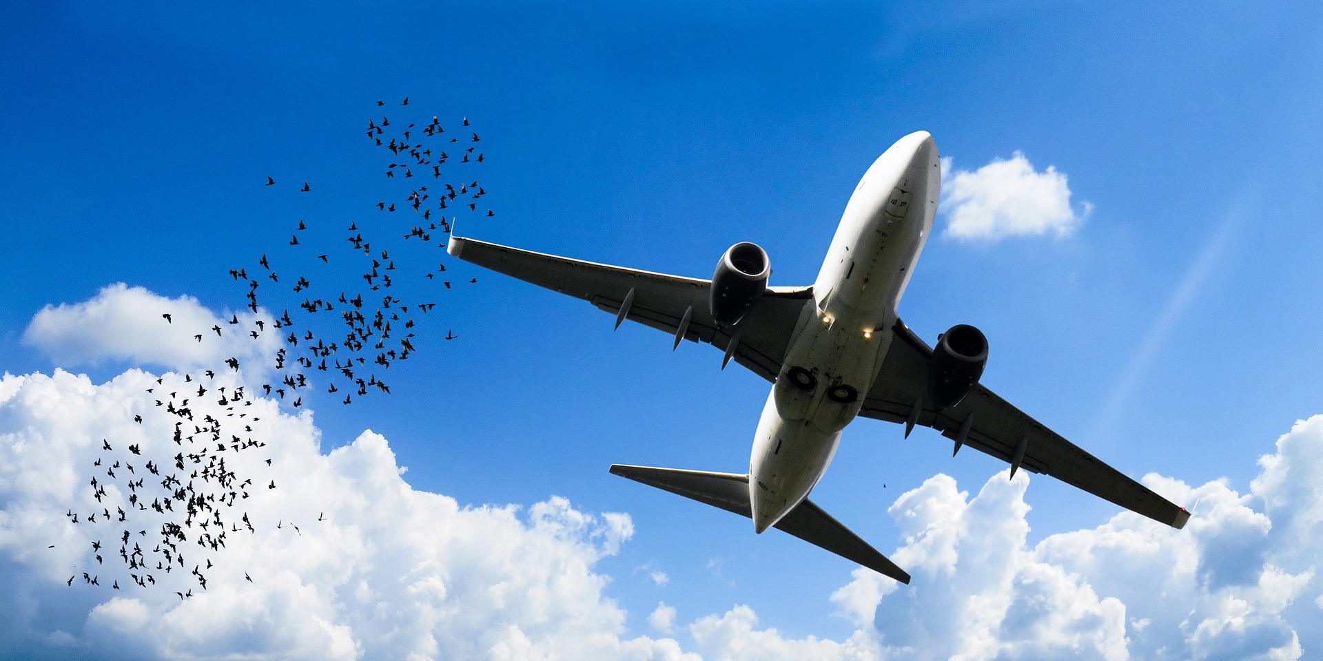 Zapobieganie zderzeniom samolotów z ptakami